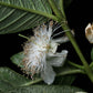 PSDIUM GUAJAVA ROJA (GUAVA ROSA CUBANA)