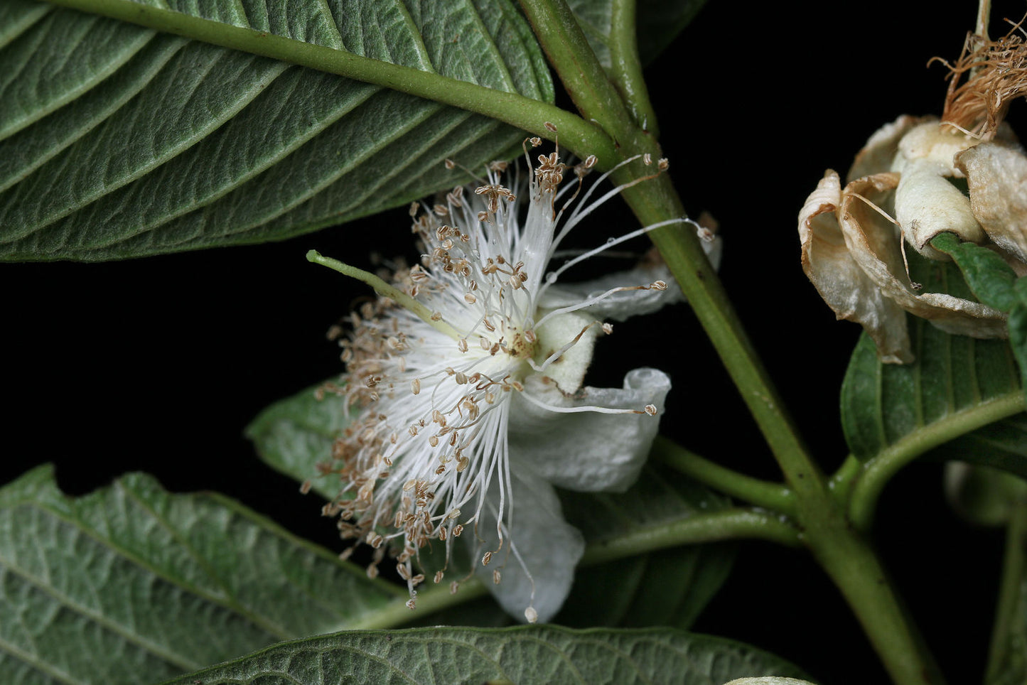 PSDIUM GUAJAVA (GUAVA) VAR. LIMON