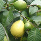 PSDIUM GIANT GUAJAVA BANKGOK