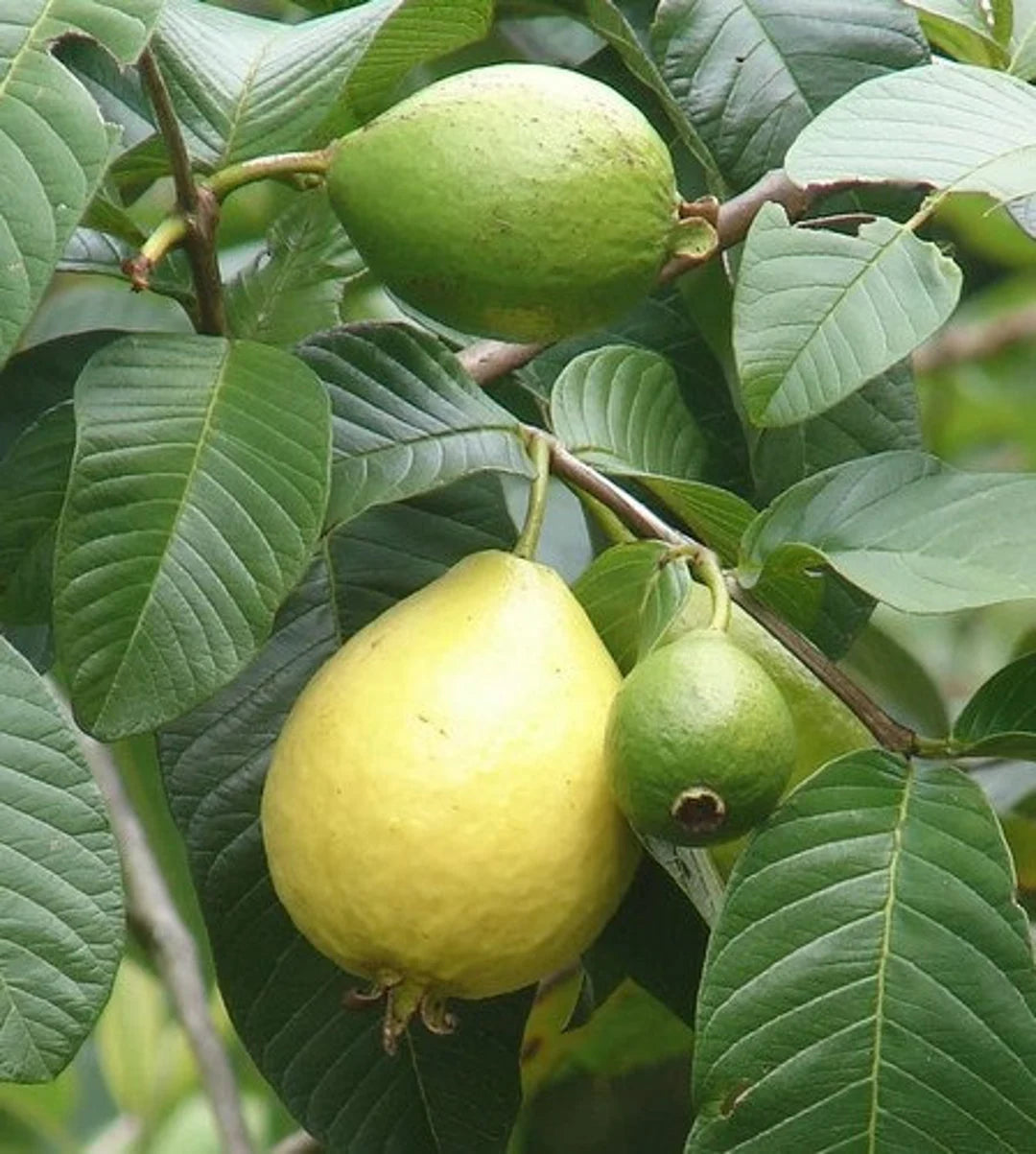 PSDIUM GUAJAVA (GUAVA) VAR. LIMON