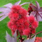 RICINUS COMMUNIS (RICINO)