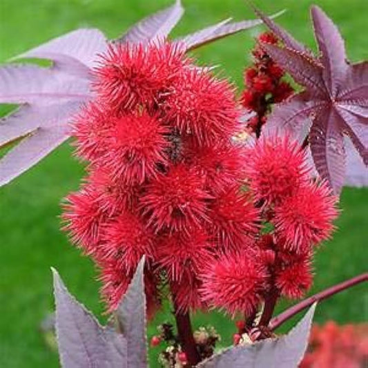 RICINUS COMMUNIS (CASTOR)