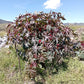 RICINUS COMMUNIS (RICINO)