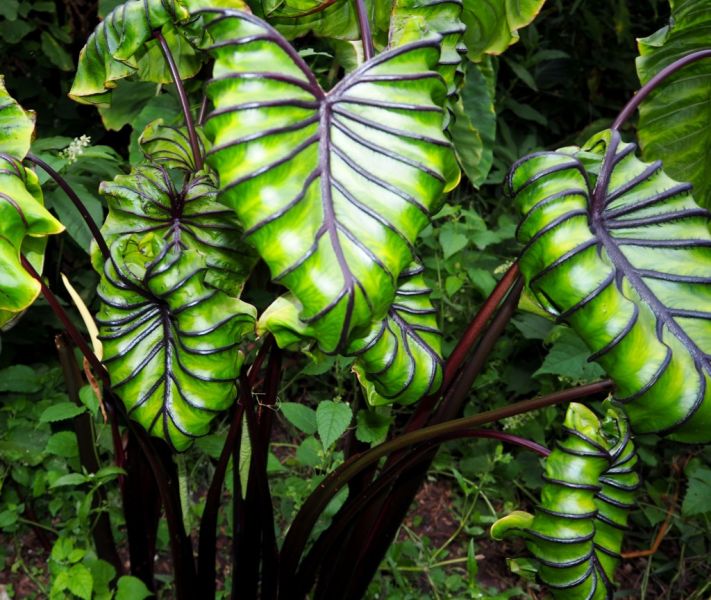 COLOCASIA ESCULENTA "PHARAO'S MASK"