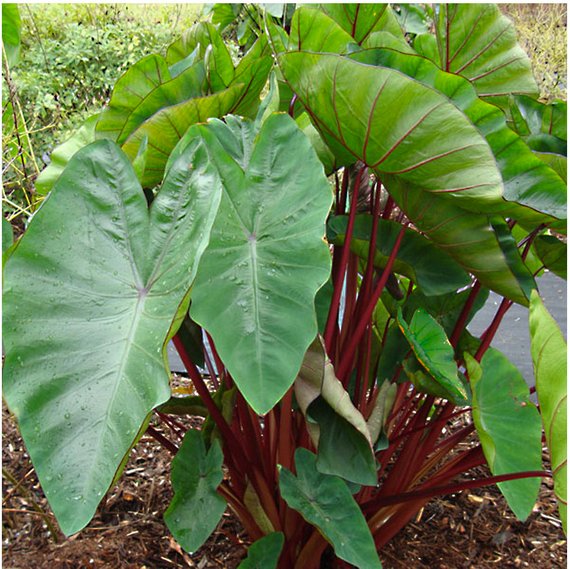 COLOCASIA ESCULENTA "RHUBARB - RED STEM"