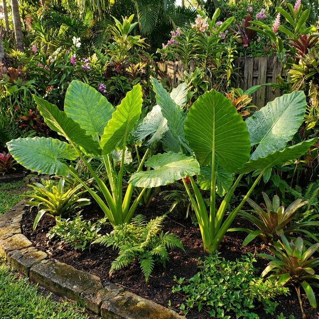 ALOCASIA BRISBANENSIS (CUNJEVOI )