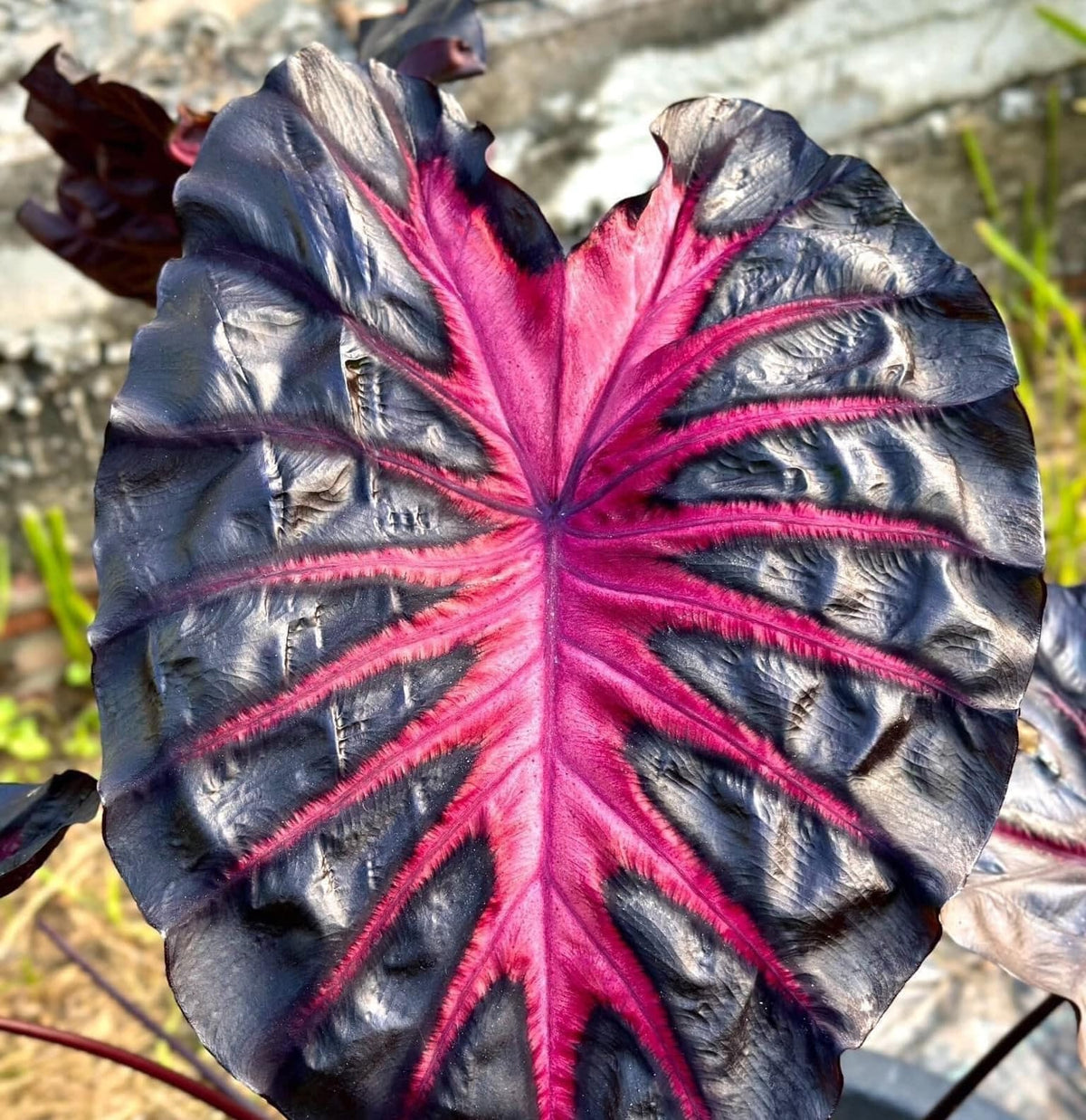 COLOCASIA ESCULENTA "REDEMPTION"