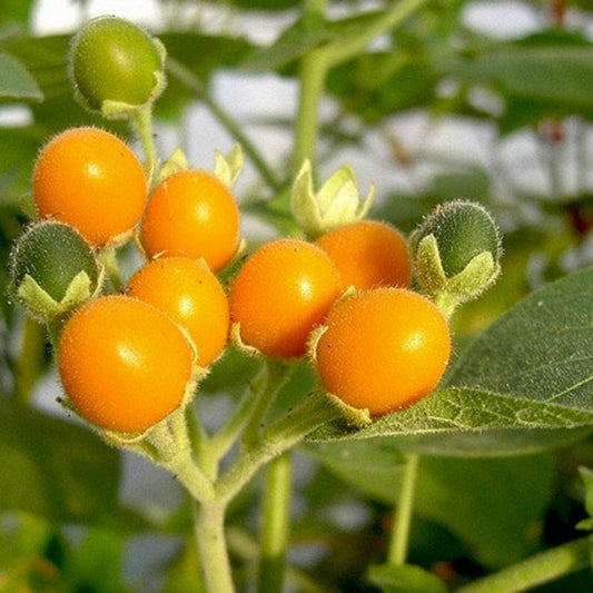 SOLANUM BETACEUM (TAMARILLO)