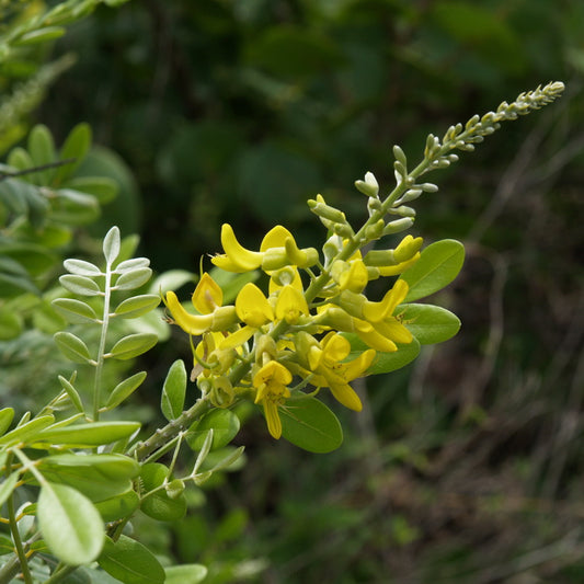 SOPHORA TOMENTOSA (CESPUGLIO D'ARGENTO)