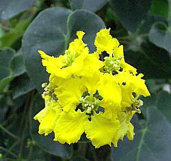 STIGMAPHYLLON CILIATUM (BRASILIAN GOLDEN WINE)