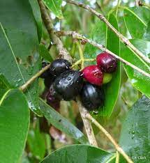 SYZYGIUM CUMINI (JAMBUL)