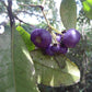 SYZYGIUM OLEOSUM (LILLY PILLY BLU)