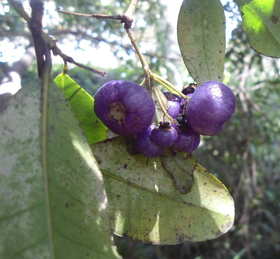 SYZYGIUM OLEOSUM (LILLY PILLY BLU)