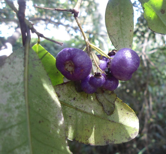 SYZYGIUM OLEOSUM (LILLY PILLY BLUE)