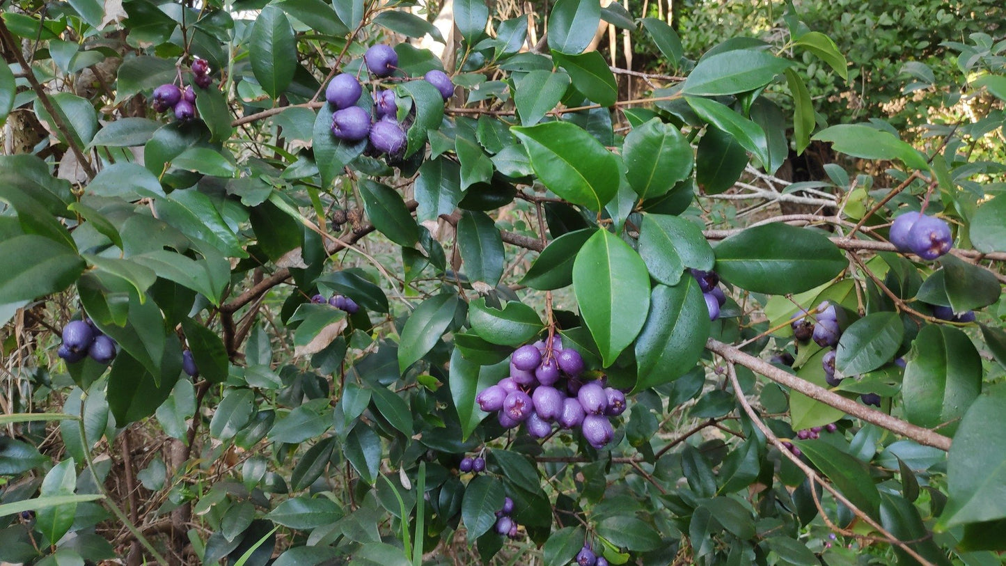 SYZYGIUM OLEOSUM (LILLY PILLY BLUE)