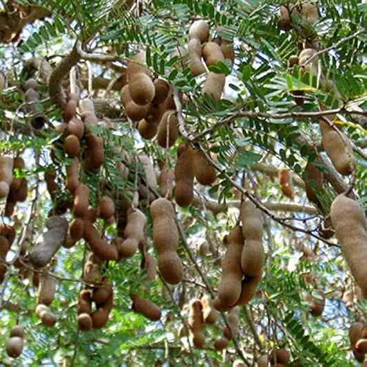 TAMARINDUS INDICA (TAMARIND)