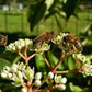 EVODIUM TETRADIUM DANIELLII (HONEY TREE)