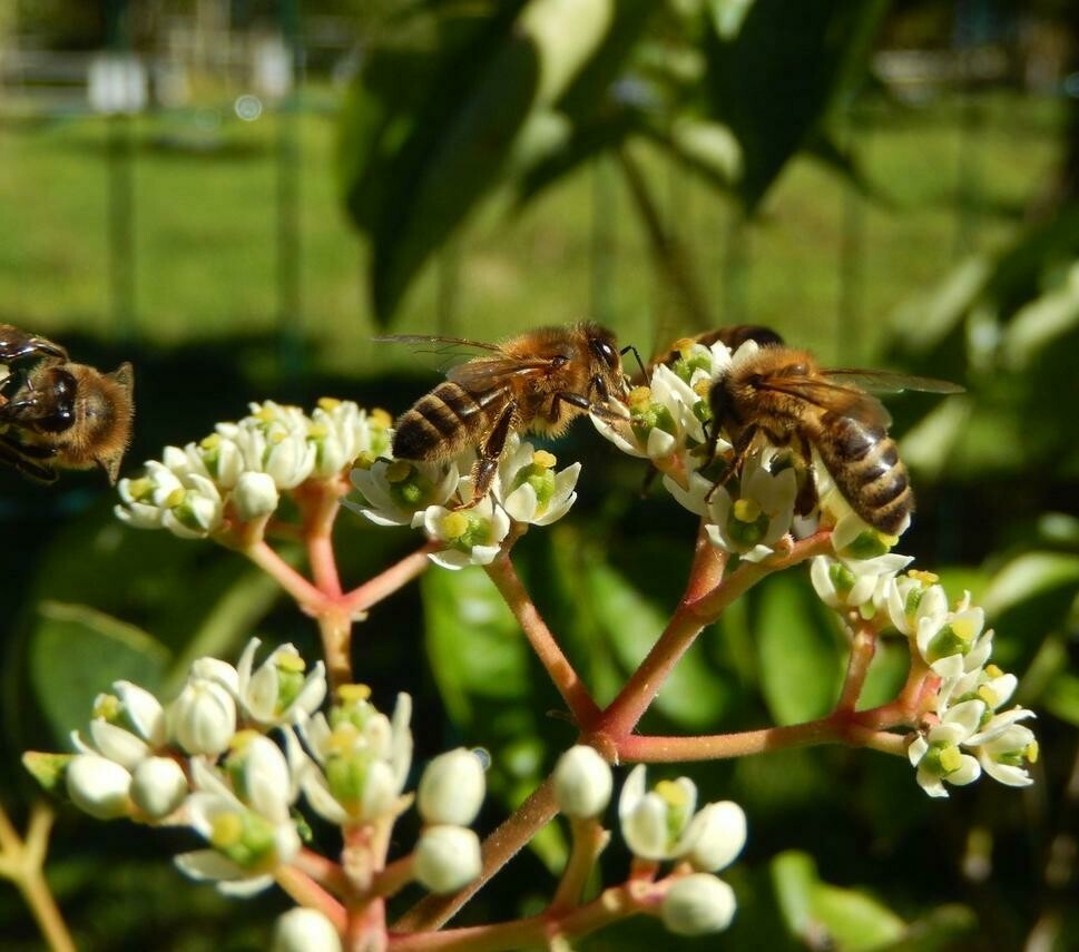 EVODIUM TETRADIUM DANIELLII (HONEY TREE)