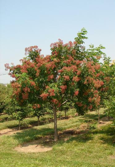 EVODIUM TETRADIUM DANIELLII (ALBERO DEL MIELE)