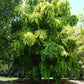 THEOBROMA CACAO (COCOA TREE)