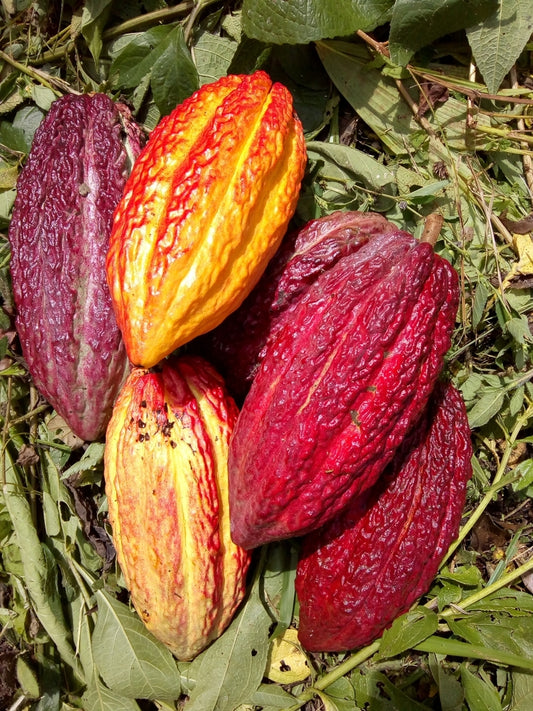 THEOBROMA CACAO (COCOA TREE)