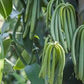 VANILLA PLANIFOLIA (VANIGLIAI)