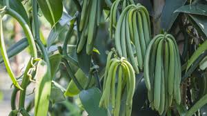 VANILLA PLANIFOLIA (VANIGLIAI)