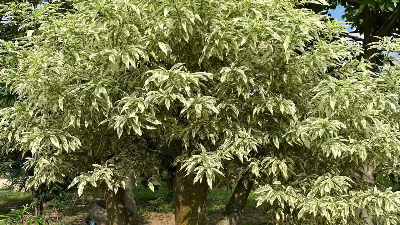 ADANSONIA ZA (BAO BAB) VARIEGATO