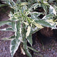 ADANSONIA ZA (BAO BAB) VARIEGATO