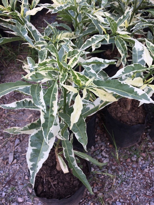 ADANSONIA ZA (BAO BAB) VARIEGATO